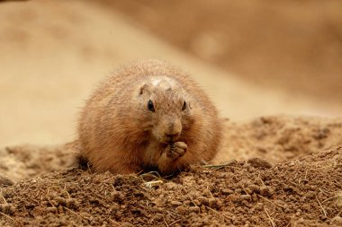 Küçük kemirgen, çayır köpeği, yiyeceğini kemirir. Hayvan kahverengi bir kum yığınının üzerinde oturur.
