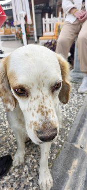 Benekli, meraklı bakışlı bir köpek, etrafındaki insanlarla birlikte dış yüzeyde oturuyor..
