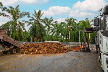 Selangor, Malezya. - 25. 08 numara. 2024 çalışanı, işleme tesisinde toplanan palmiye yağı yığınlarını boşaltmak için forklift kullanıyor. Arka planda Asya 'daki plantasyon ortamını gösteren yüksek palmiye ağaçları var.