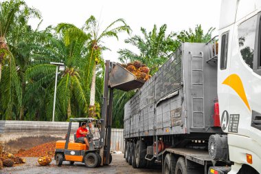 Selangor, Malezya. - 25. 08 numara. 2024 çalışanı, işleme tesisinde toplanan palmiye yağı yığınlarını boşaltmak için forklift kullanıyor. Arka planda Asya 'daki plantasyon ortamını gösteren yüksek palmiye ağaçları var.