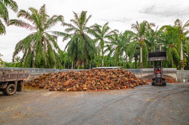 Selangor, Malezya. - 25. 08 numara. 2024 çalışanı, işleme tesisinde toplanan palmiye yağı yığınlarını boşaltmak için forklift kullanıyor. Arka planda Asya 'daki plantasyon ortamını gösteren yüksek palmiye ağaçları var.