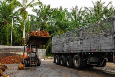 Selangor, Malezya. - 25. 08 numara. 2024 çalışanı, işleme tesisinde toplanan palmiye yağı yığınlarını boşaltmak için forklift kullanıyor. Arka planda Asya 'daki plantasyon ortamını gösteren yüksek palmiye ağaçları var.