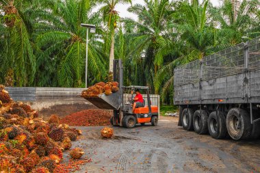 Selangor, Malezya. - 25. 08 numara. 2024 çalışanı, işleme tesisinde toplanan palmiye yağı yığınlarını boşaltmak için forklift kullanıyor. Arka planda Asya 'daki plantasyon ortamını gösteren yüksek palmiye ağaçları var.