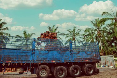 Selangor, Malezya. - 25. 08 numara. 2024 çalışanı, işleme tesisinde toplanan palmiye yağı yığınlarını boşaltmak için forklift kullanıyor. Arka planda Asya 'daki plantasyon ortamını gösteren yüksek palmiye ağaçları var.