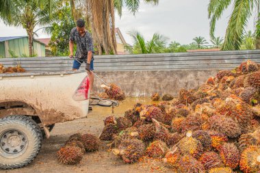 Selangor, Malaysia. 25. 08. 2024. worker operates forklift unload harvested palm oil fruit bunches processing facility. indicating plantation setting in Asia, Malaysia Selangor