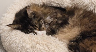 Kedi kıvrılmış ve yumuşak dokusu olan yumuşak bir evcil hayvan yatağında mışıl mışıl uyuyor..