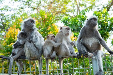 Tufted gri langur Semnopithecus priam 'ın portresi, Madras gri langur ve Coromandel kutsal langur olarak da bilinir. Gri komik tüylü maymun doğal yaşam alanında özgür yaşıyor, Malezya şehir parkında.