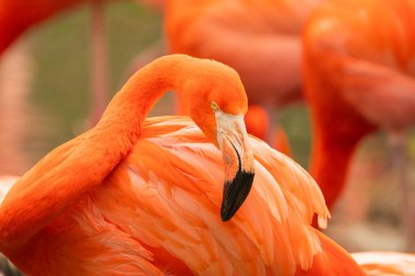 Parlak pembe flamingo sürüsü güzel yeşil bir gölette duruyor.