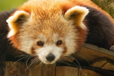 Şirin Kırmızı panda, küçük panda Ailurus fulgens, ağaçtan aşağıya bakan sevimli küçük kırmızı hayvan