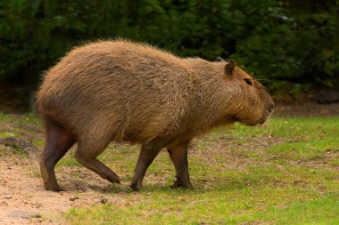 Capybara Kapibara Hydrochoerus hidrochaeris dünyanın yaşayan en büyük kemirgeni. Orta boy kırmızı sevimli bir hayvan. Sert bir altılı çimlerin üzerinde dinleniyor.