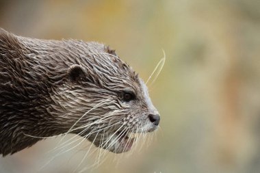 Asyalı küçük pençeli su samuru Amblonyx cinerea, aynı zamanda doğulu küçük pençeli su samuru veya kayanın üzerindeki küçük pençeli su samuru olarak da bilinir. Küçük sevimli kahverengi bir hayvanın detaylı portresi.