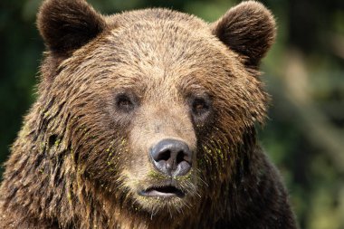 Bir boz ayının detaylı portresi. Parlak öğleden sonra güneşiyle aydınlatılan büyük namlu ağzı.