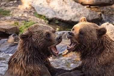 İki vahşi boz ayı, suda oynayan ursus arctos. Ayılar suda savaşırlar, çeşitli pozlar alırlar, ağzı açık ve etrafa su sıçratırlar.