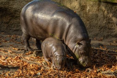 Şirin küçük pigme su aygırı yavrusu Choeropsis liberiensis annesi seçici odaklı. Anne ile küçük bir oyun.