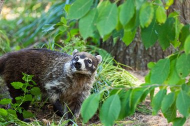 Güney Amerika Koati, ya da Halka Kuyruklu Koati Nasua Nasua gerçek yaşam alanında, doğada. Seçici odak noktasında uzun namlulu tüylü küçük bir hayvan.