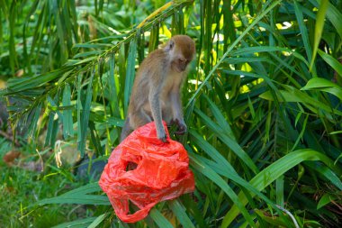 Tufted gri langur Semnopithecus priam 'ın portresi, Madras gri langur ve Coromandel kutsal langur olarak da bilinir. Gri komik tüylü maymun doğal yaşam alanında özgür yaşıyor, Malezya şehir parkında.