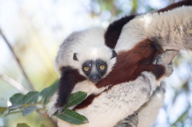 Nesli tükenmekte olan Coquerels Sifaka Lemur Propithecus coquereli. Madagaskar ormanlarında, doğal ortamında büyük şaşkın gözlerle küçük beyaz saçlı primat..
