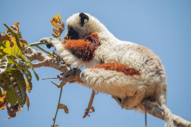 Nesli tükenmekte olan Coquerels Sifaka Lemur Propithecus coquereli. Madagaskar ormanlarında, doğal ortamında büyük şaşkın gözlerle küçük beyaz saçlı primat..