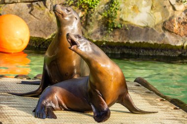 Kaliforniya deniz aslanları güneşlenirler. Zalophus californianus. Islak siyah Pasifik fokları ahşap bir salda yatıyor..