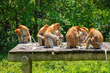Borneo, Mangrove 'daki Proboscis Monkey Nasalis Larvatus. Vahşi doğada uzun burunlu komik kırmızı maymunlar. Küçük bir platformda oturup yemek yemek.