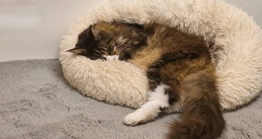 Kedi, yumuşak, yuvarlak bir yatakta rahat bir şekilde uyuyor. Etrafı yumuşak dokularla çevrili..