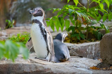 Humboldt Pengueni, Koloni Sfenisküs Humboldti. Bir çift şirin siyah beyaz penguen..