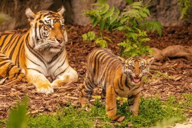 Kaplan yavruları annesiyle oynuyor, sumatra kaplan Panthera tigris. Küçük eğlenceli yavrular ve iki yetişkin kaplan. Kaplan ailesi.