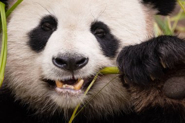 Seçici odak noktasında dev bir panda portresi. Komik siyah beyaz ayı bambu yer. göz teması