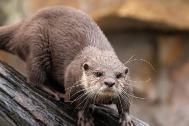 Asyalı küçük pençeli su samuru Amblonyx cinerea, aynı zamanda doğulu küçük pençeli su samuru veya kayanın üzerindeki küçük pençeli su samuru olarak da bilinir. Küçük sevimli kahverengi bir hayvanın detaylı portresi.