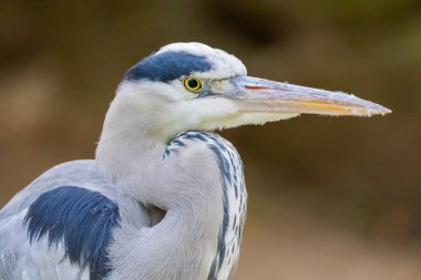 Güzel gri balıkçıl. Vahşi doğadaki gri balıkçıl balığının büyük ve detaylı portresi. Kuş, uzun gagalı grinin birkaç tonu..