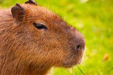 Capybara sakin bir açık havada yemyeşil çimlerle huzur içinde otluyor, doğal yaşam alanını ve sakinliğini sergiliyor..