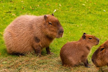 Capybaras, sakin bir ortam ile çevrili yemyeşil çimenlerin üzerinde uzanır, sakin tavırlarını ve doğal yaşam ortamlarını sergilerler..