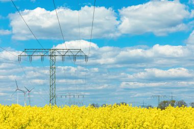 Sarı çiçeklerden oluşan geniş bir alan, açık mavi gökyüzünün altında uzanır. Uzakta elektrik hatları ve rüzgar türbinleri bulunur..