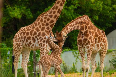 Zürafa Zürafa Camelopardalis ailesi, bir bebekle. Mavi dilini uzatıyor. Detaylı olarak çok yakından. Yaprak ve ince dallar yiyen zürafa.