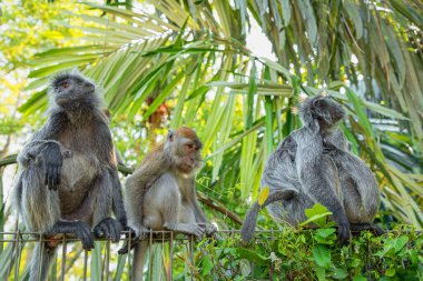 Tufted gri langur Semnopithecus priam 'ın portresi, Madras gri langur ve Coromandel kutsal langur olarak da bilinir. Gri komik tüylü maymun doğal yaşam alanında özgür yaşıyor, Malezya şehir parkında.
