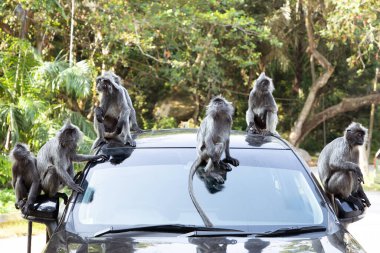 Tufted gri langur Semnopithecus priam 'ın portresi, Madras gri langur ve Coromandel kutsal langur olarak da bilinir. Gri komik tüylü maymun doğal yaşam alanında özgür yaşıyor, Malezya şehir parkında.