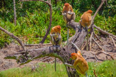 Borneo, Mangrove 'daki Proboscis Monkey Nasalis Larvatus. Vahşi doğada uzun burunlu komik kırmızı maymunlar. Küçük bir platformda oturup yemek yemek.