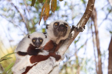 Nesli tükenmekte olan Coquerels Sifaka Lemur Propithecus coquereli. Madagaskar ormanlarında, doğal ortamında büyük şaşkın gözlerle küçük beyaz saçlı primat..