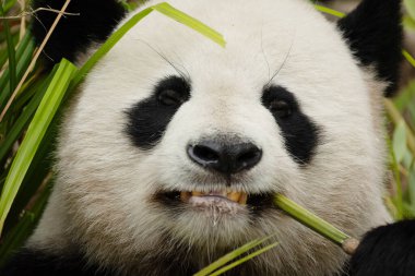 Seçici odak noktasında dev bir panda portresi. Komik siyah beyaz ayı bambu yer. göz teması