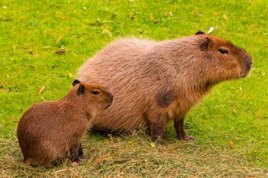 İki kapibara yemyeşil çimlerin üzerinde duruyor, farklı kürk dokularını ve doğal davranışlarını sergiliyorlar..
