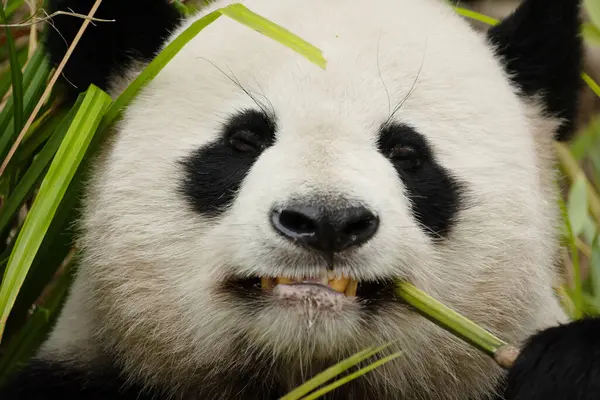 Seçici odak noktasında dev bir panda portresi. Komik siyah beyaz ayı bambu yer. göz teması