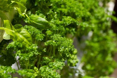 Bereketli maydanoz ve fesleğen bitkileri, canlı yeşil yapraklar ve sağlıklı büyüme içeren açık bir bahçede serpildiler..