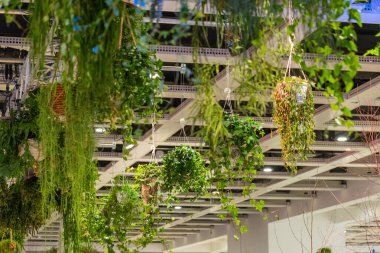 Canlı asılı bitkiler, parlak ışıklandırma ve açık planlı modern bir kapalı alan ortamında canlı bir atmosfer yaratıyor..