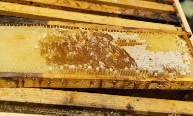 Altın balla dolu bal peteği çerçevesine yakın plan, arıcılıktaki desen ve zanaatkarlık, doğal tatlılığı gözler önüne seriyor.