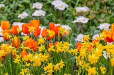 Turuncu laleler ve sarı nergislerle dolu renkli bir bahçe. Bahar çiçekleri ve yeşilliklerden oluşan canlı bir atmosfer yaratıyor..