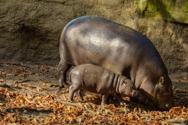 Şirin küçük pigme su aygırı yavrusu Choeropsis liberiensis annesi seçici odaklı. Anne ile küçük bir oyun.