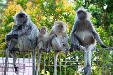 Tufted gri langur Semnopithecus priam 'ın portresi, Madras gri langur ve Coromandel kutsal langur olarak da bilinir. Gri komik tüylü maymun doğal yaşam alanında özgür yaşıyor, Malezya şehir parkında.