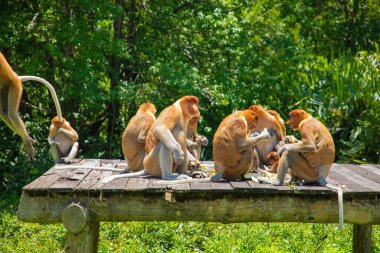 Borneo, Mangrove 'daki Proboscis Monkey Nasalis Larvatus. Vahşi doğada uzun burunlu komik kırmızı maymunlar. Küçük bir platformda oturup yemek yemek.