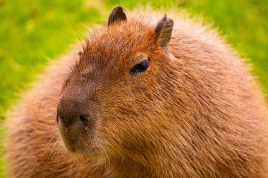 Yumuşak kürk ve yumuşak ifade vurgulayan Capybara portresi, yemyeşil çimenler ile çevrili, sakin bir atmosfer çağrıştıran.
