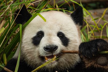 Seçici odak noktasında dev bir panda portresi. Komik siyah beyaz ayı bambu yer. göz teması